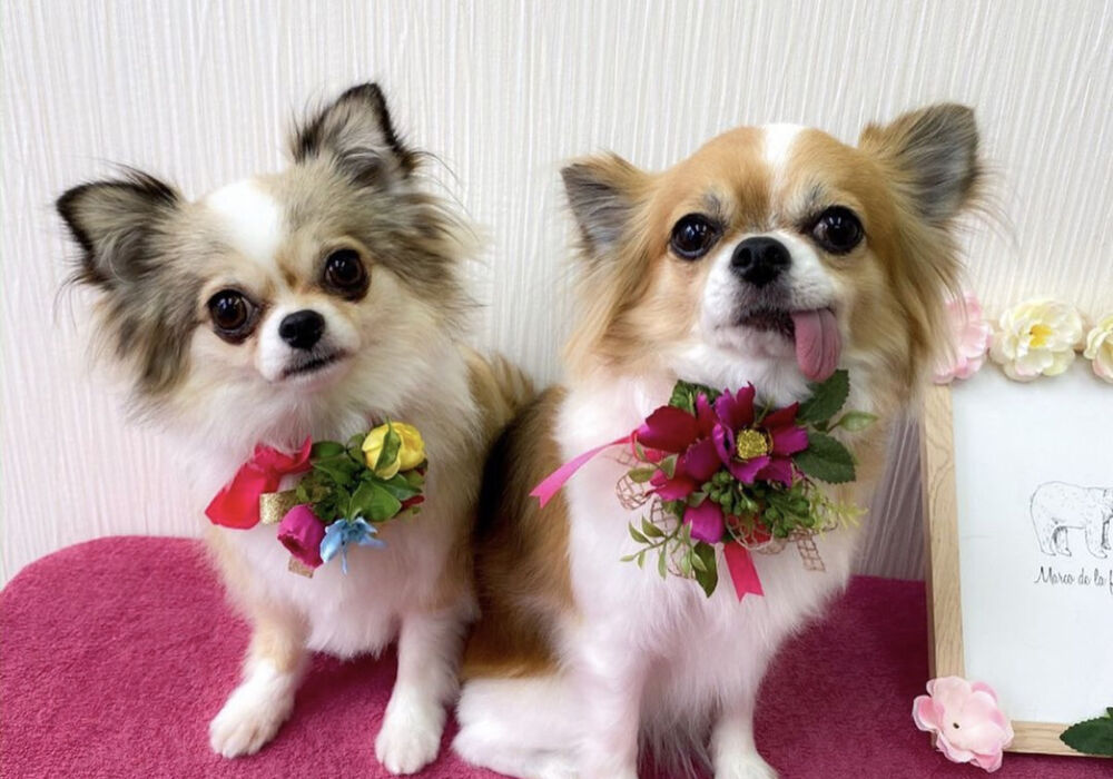 お犬様の首飾り