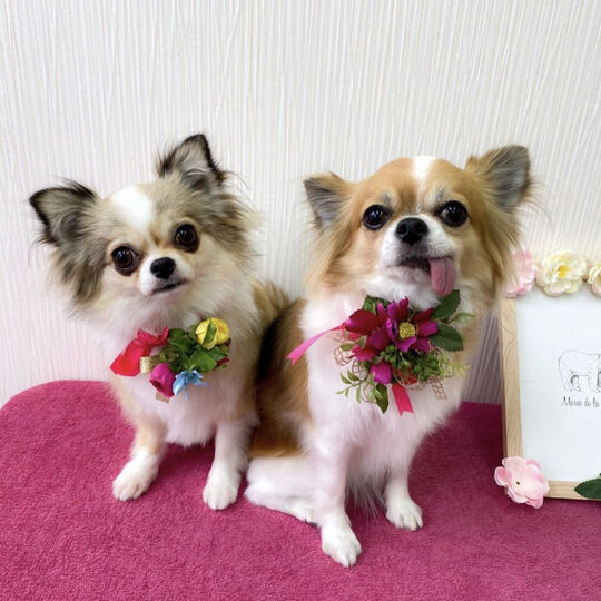 お犬様の首飾り