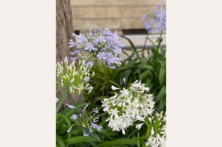 ブルーの花