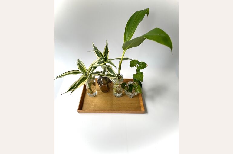 観葉植物