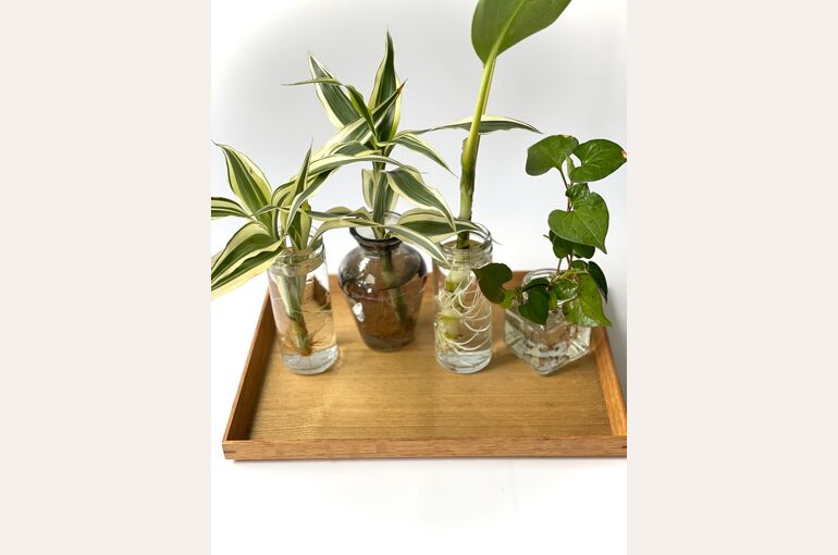 観葉植物