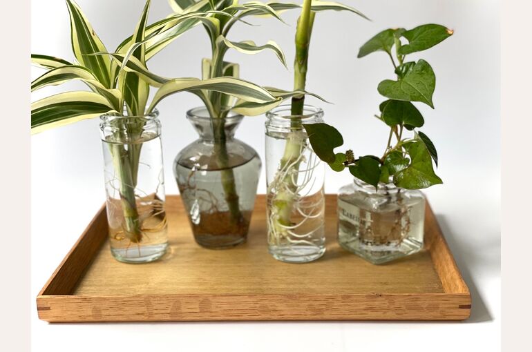 観葉植物