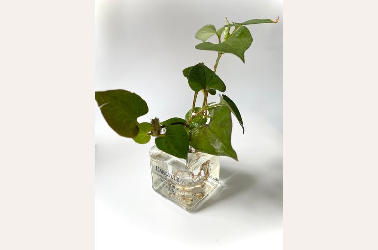 観葉植物