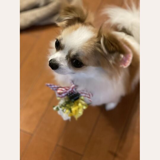 花飾り
