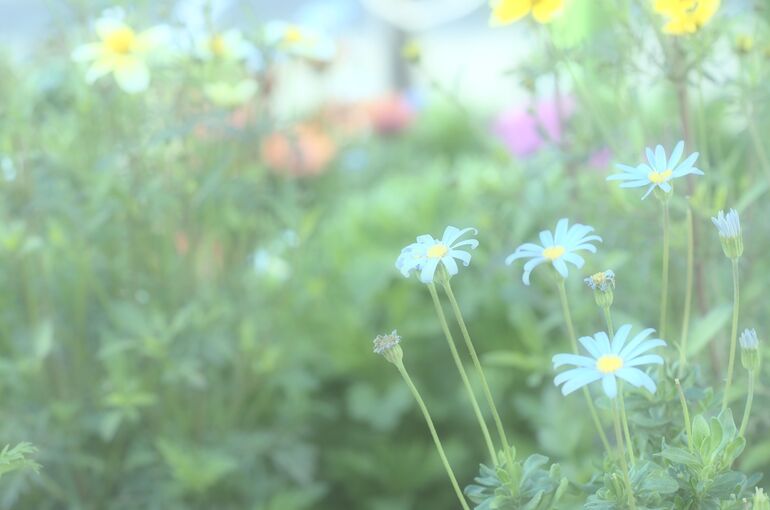 野花の写真