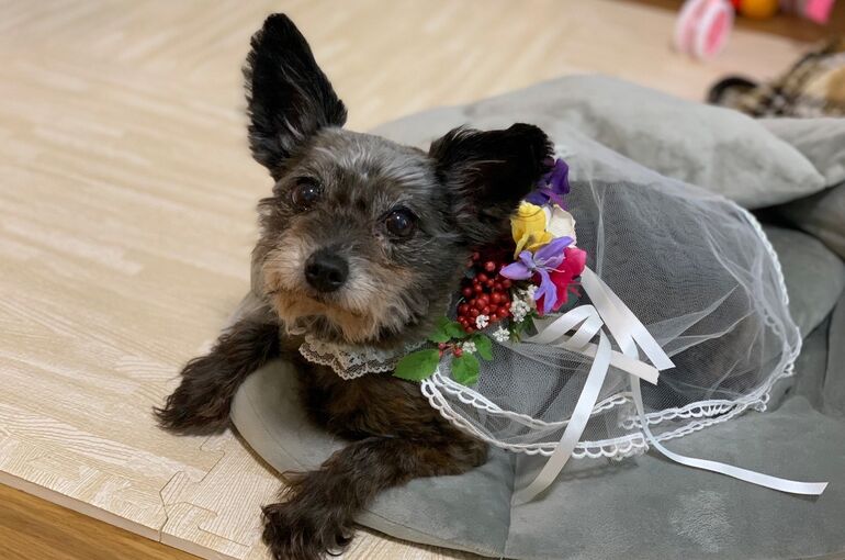 犬の花飾り