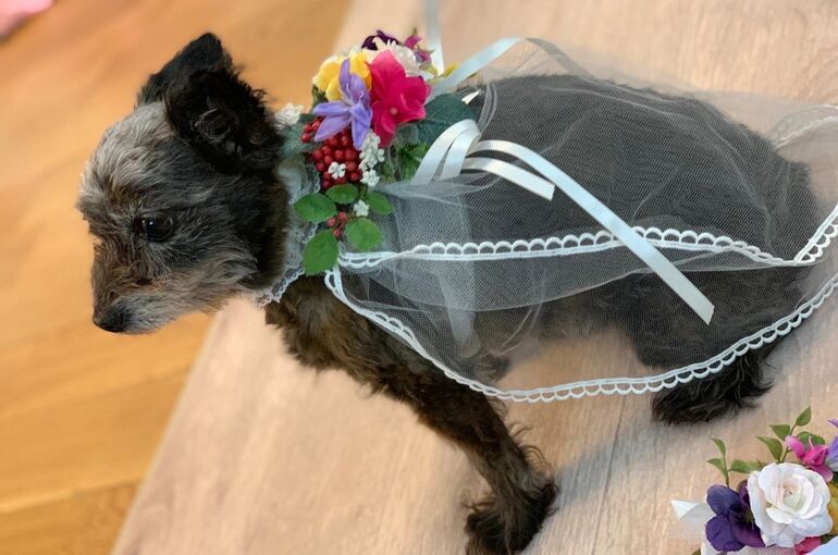 犬の花飾り