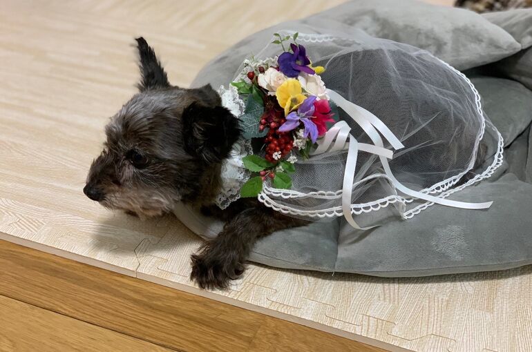 犬の花飾り